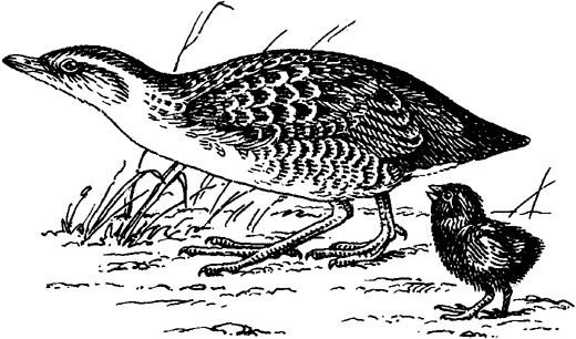 Коростель Астафьев