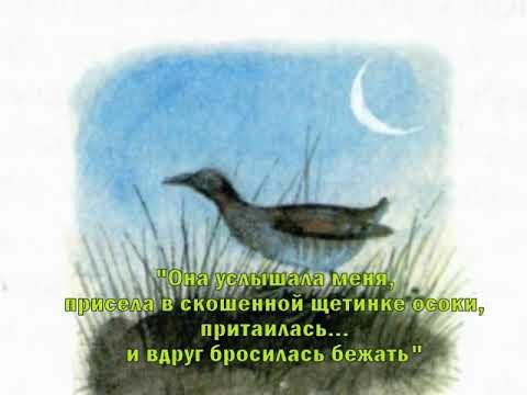Виктор Петрович Астафьев зачем я убил коростеля
