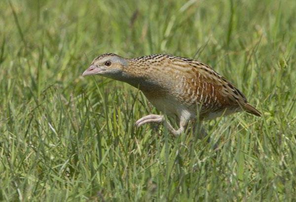 Обложка книги Астафьева зачем я убил коростеля