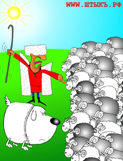 Овца карикатура