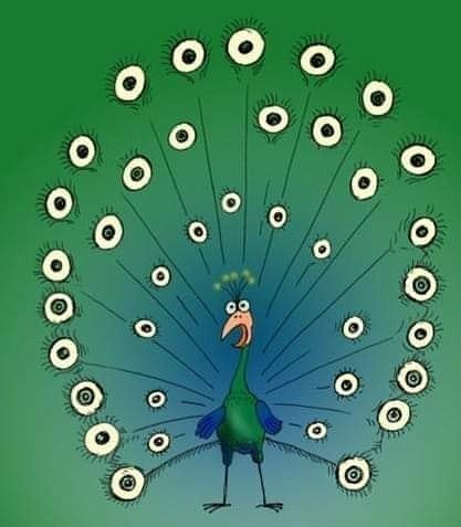 Павлин прикол