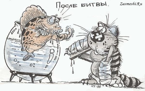 Коты карикатуры