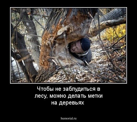 Приколы в лесу