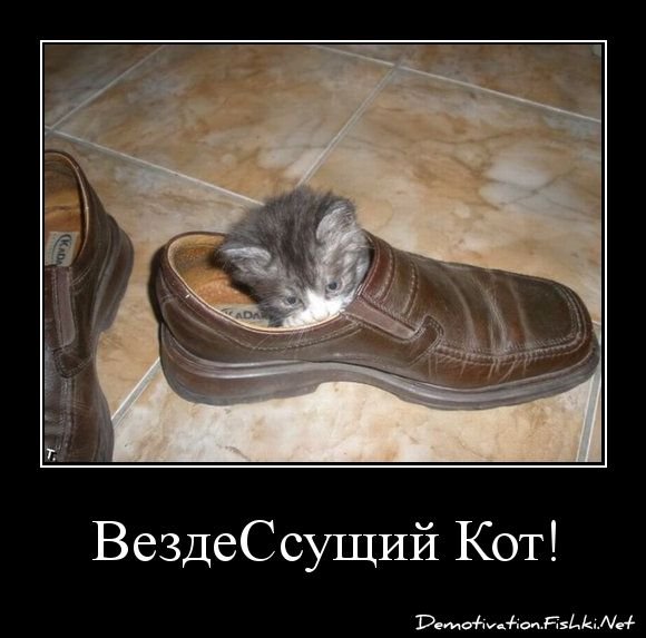 Кот уголовник