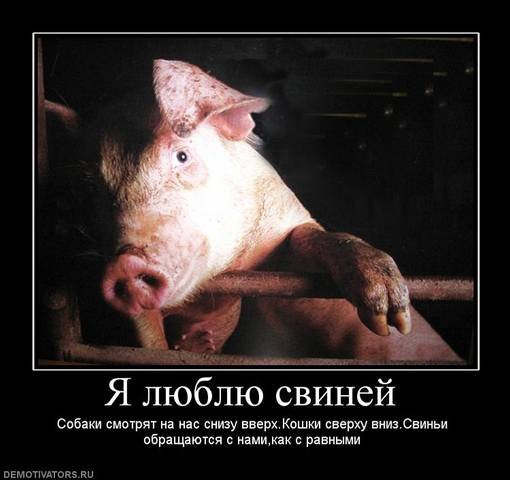 Карикатура свинья с сигаретой (38 фото)