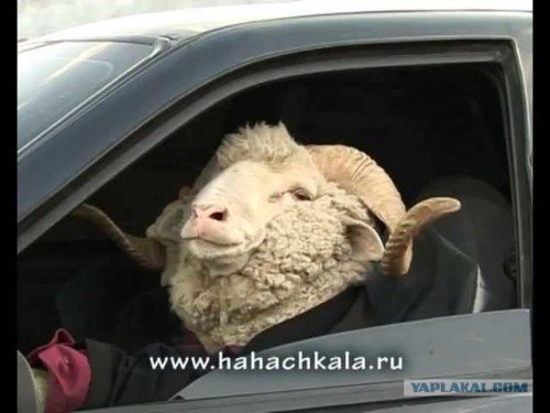 Барашка за рулем