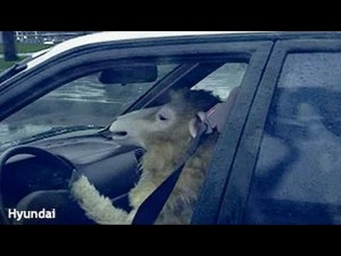 Баран за рулем