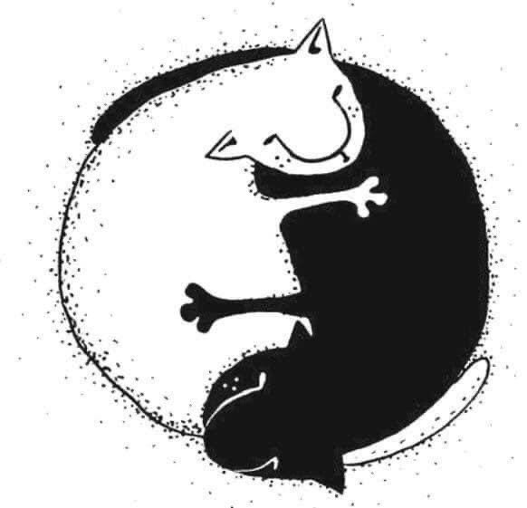 Инь Янь юмор