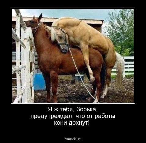 От работы кони дохнут прикол