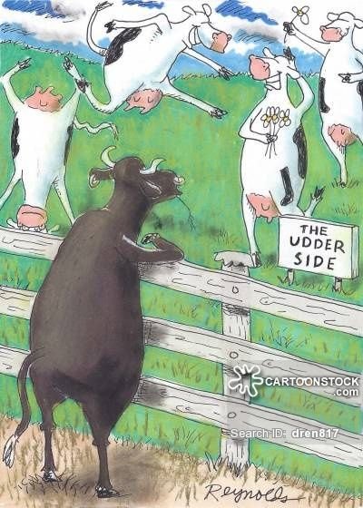 Приколы про коровы смешные