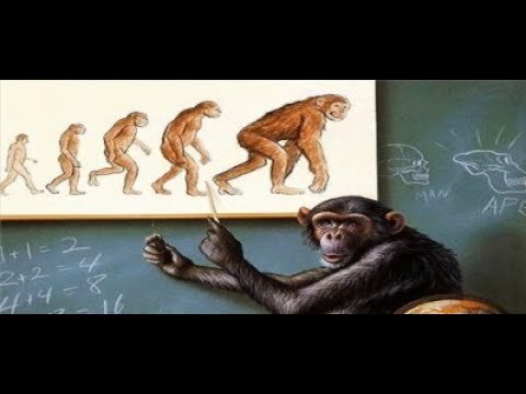 Из обезьяны в человека