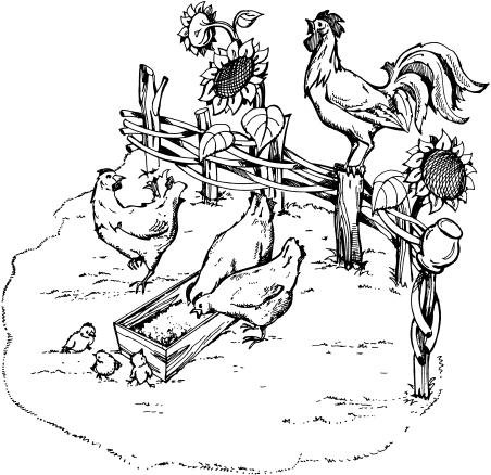 Хуберт куры