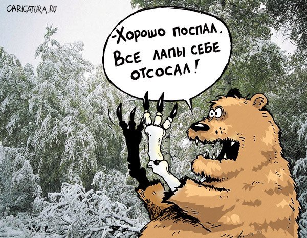 Медведь сосущий лапу