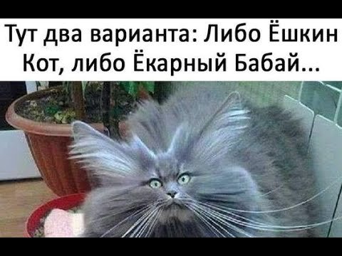 Ешкин кот йокарный Бабай