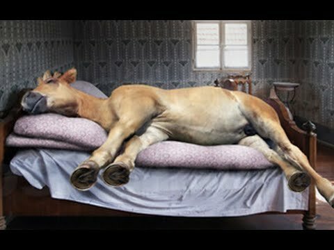 Лошадь в кровати