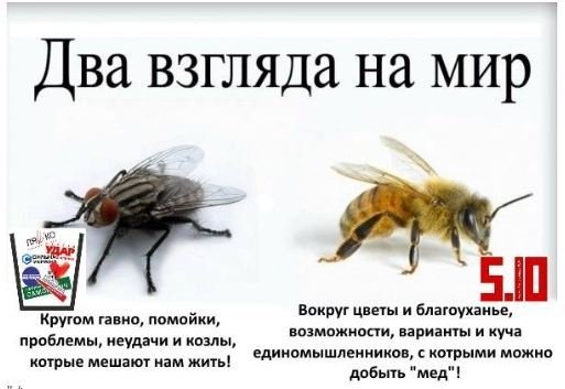 Сознание пчелы и мухи