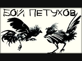 Петухи дерутся рисунок