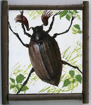 Фотографии майского жука