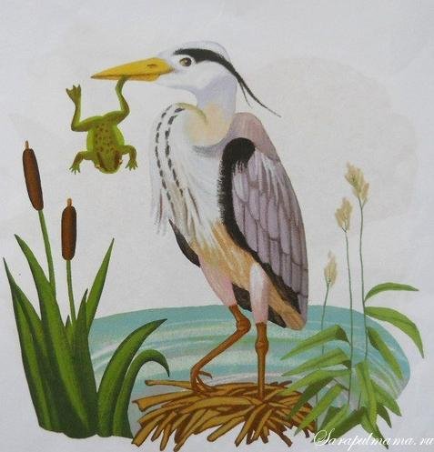 Цапля анатомия