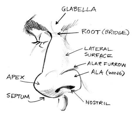 Анекдоты про большой нос
