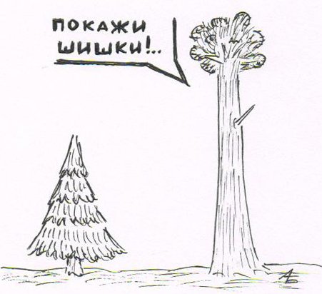 Шутки про шишки