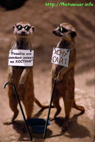 Тату сурикат