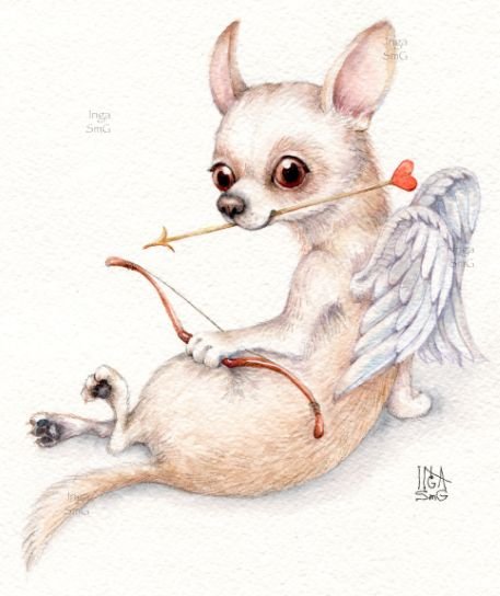 Инга Измайлова чихуахуа