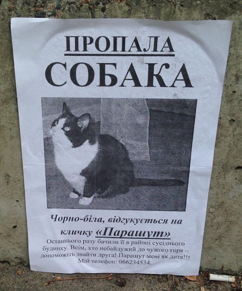 Толстушки с собачками