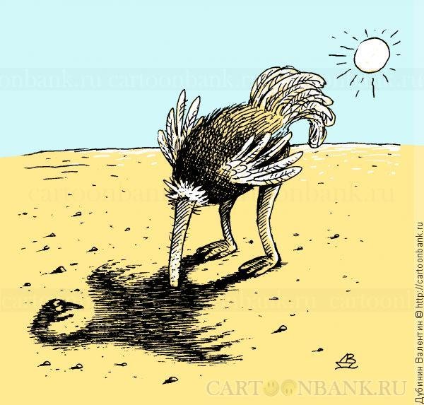 Страус прячет голову в песок
