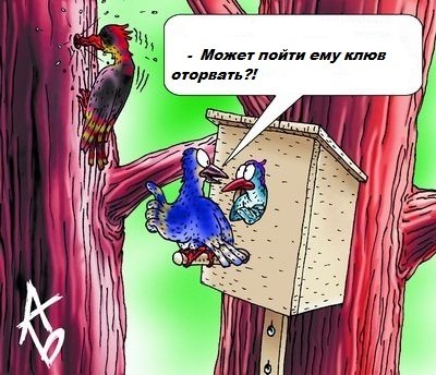 Шутки про дятла