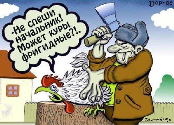 Безголовый цыпленок Майк