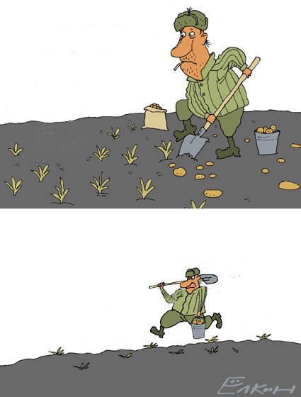 Копают картошку карикатура