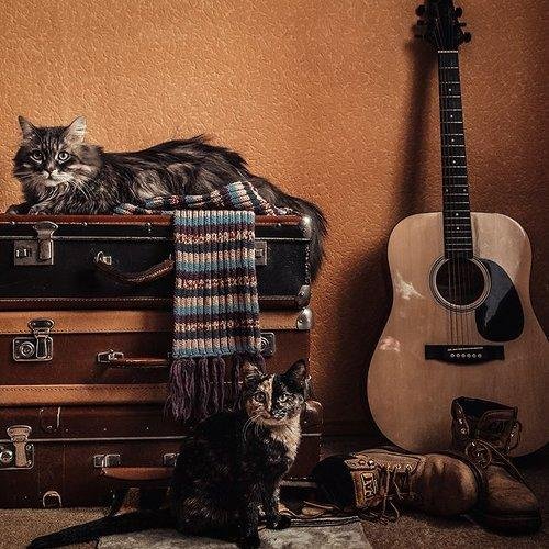 Кошки гитарные