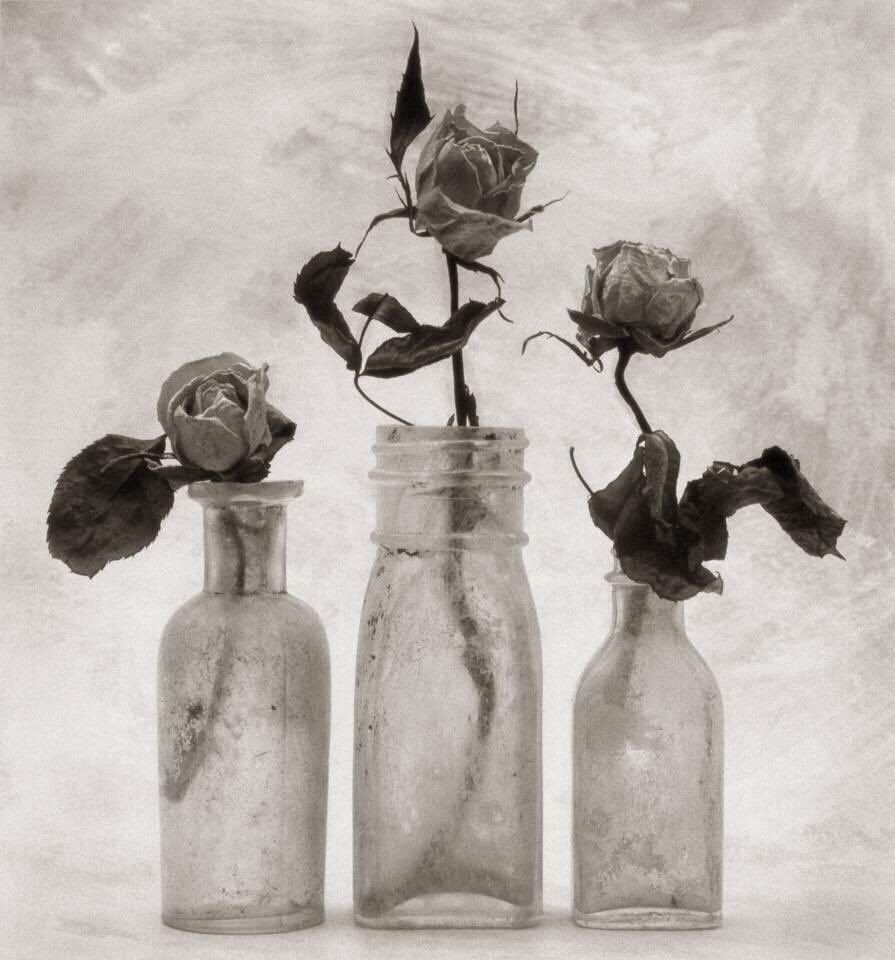 Меланхоличный тюльпан Андре Кертес