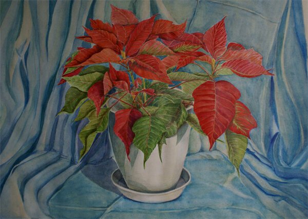 Художник Julia Rowntree