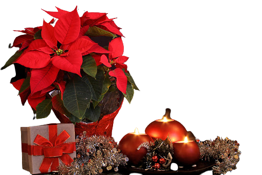 Пуансеттия с нобилисом