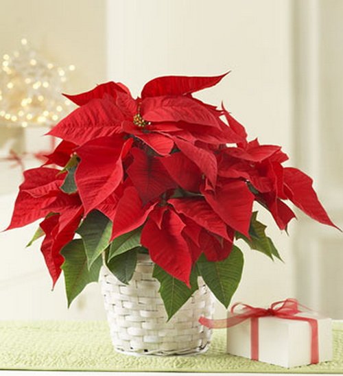 Weihnachtsstern Рождественский цветок