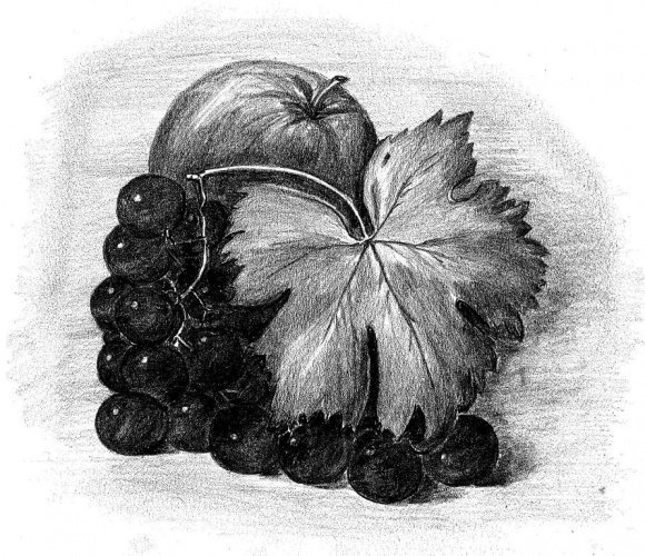 Виноград карандашом