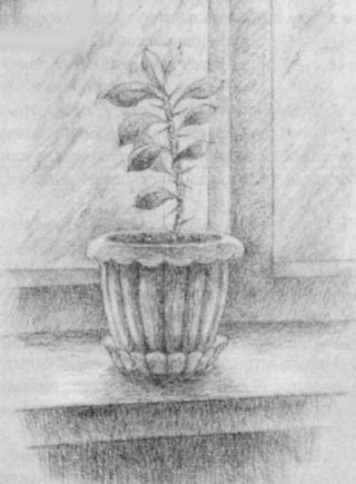 Зарисовки комнатных растений