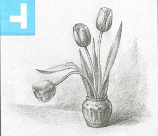 Тюльпаны в вазе карандашом