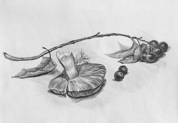 Натюрморт ваза с цветами карандашом