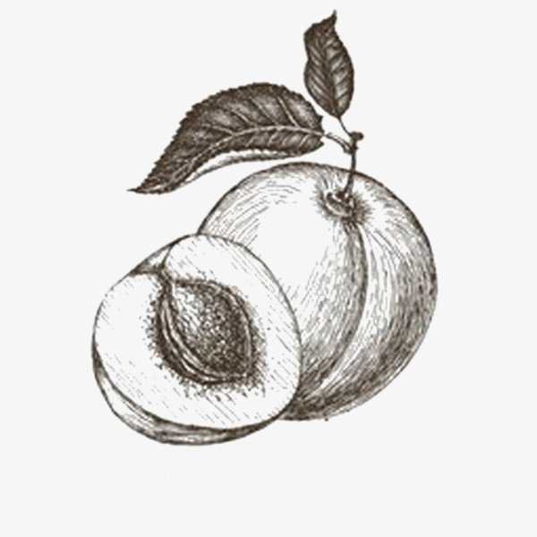 Персик карандашом