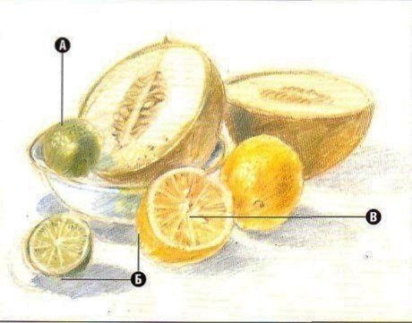 Дыня рисунок карандашом
