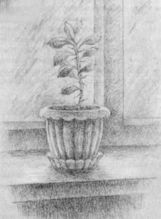Натюрморт с комнатным растением карандашом