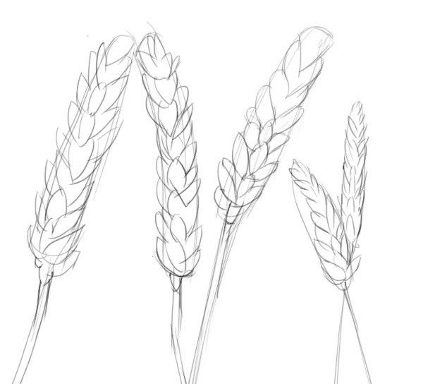 Пшеница рисунок карандашом