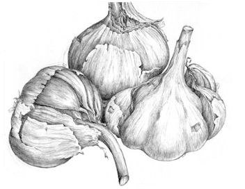 Чеснок карандашом