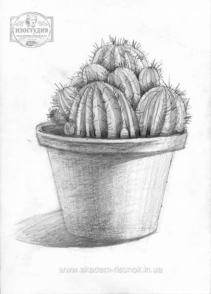 Наброски цветков в горшке