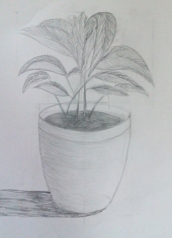 Рисование с натуры цветка в горшке