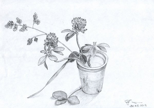 Натюрморт с комнатным растением карандашом (48 фото)