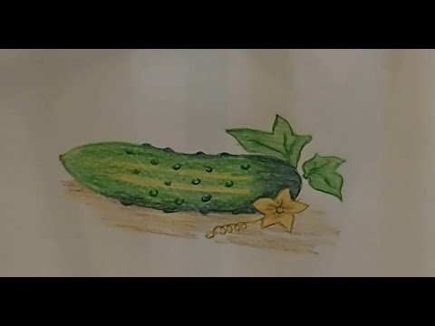 Огурец рисунок карандашом